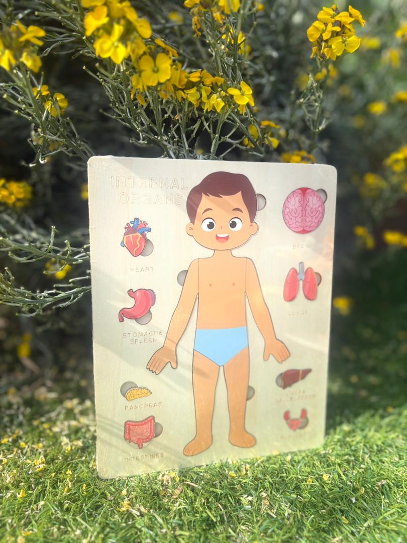 Montessori Wooden Anatomy - Boy