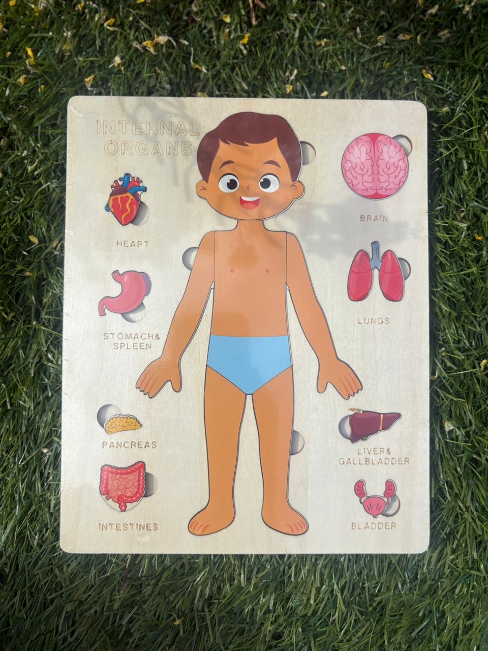 Montessori Wooden Anatomy - Boy