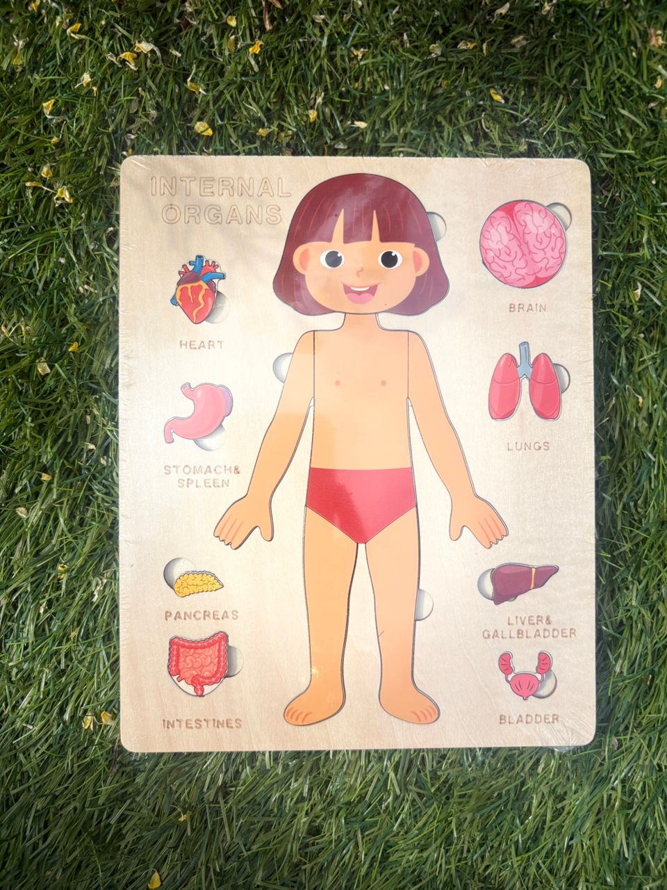 Montessori Wooden Anatomy - Girl